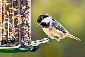 Niż karmienie niebieski w zimie w parku? Niż karmienie niebieski w zimie w parku?